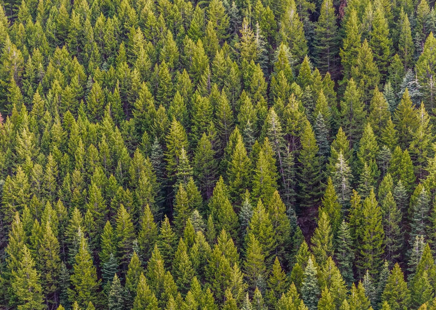 A forest 